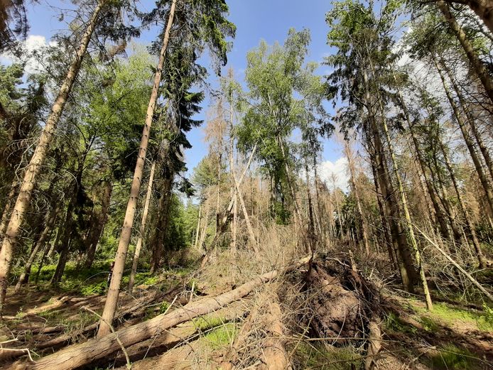 Een groot aantal van de fijnsparren in de Baardwijkse Overlaat (tussen Drunen en Waalwijk) is verzwakt door de droogte van de afgelopen jaren.