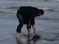 Un policier sauve un bébé marsouin échoué sur la plage de Middelkerke