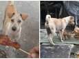 Uitgehongerde hond krijgt lekker vleesje, het vervolg doet uw hart smelten