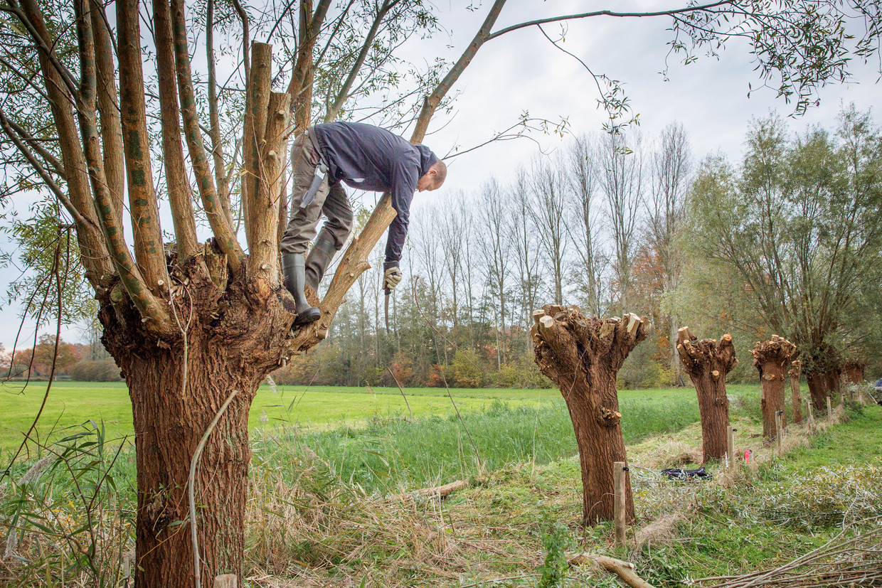 Betere Vrijwilligers houden typische Hollandse boom in stand: 'Geef ons WZ-59