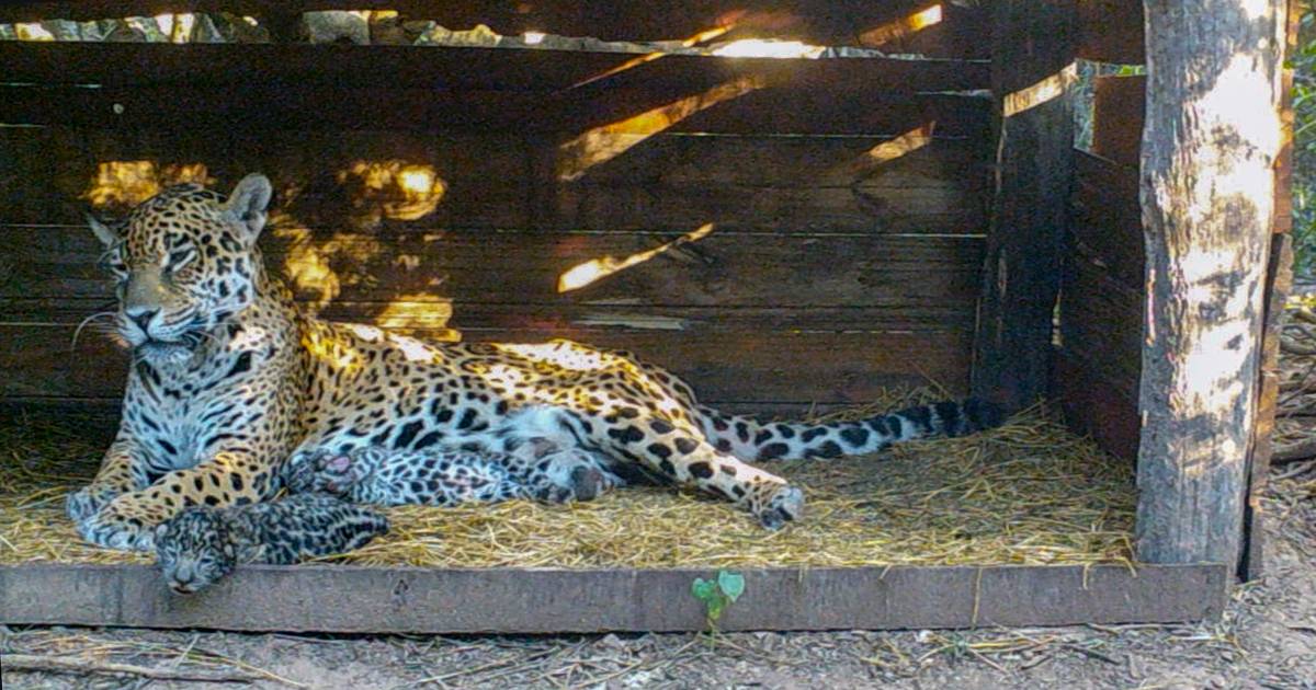 Zeldzaam: twee jaguarwelpjes geboren in Argentinië uit ...