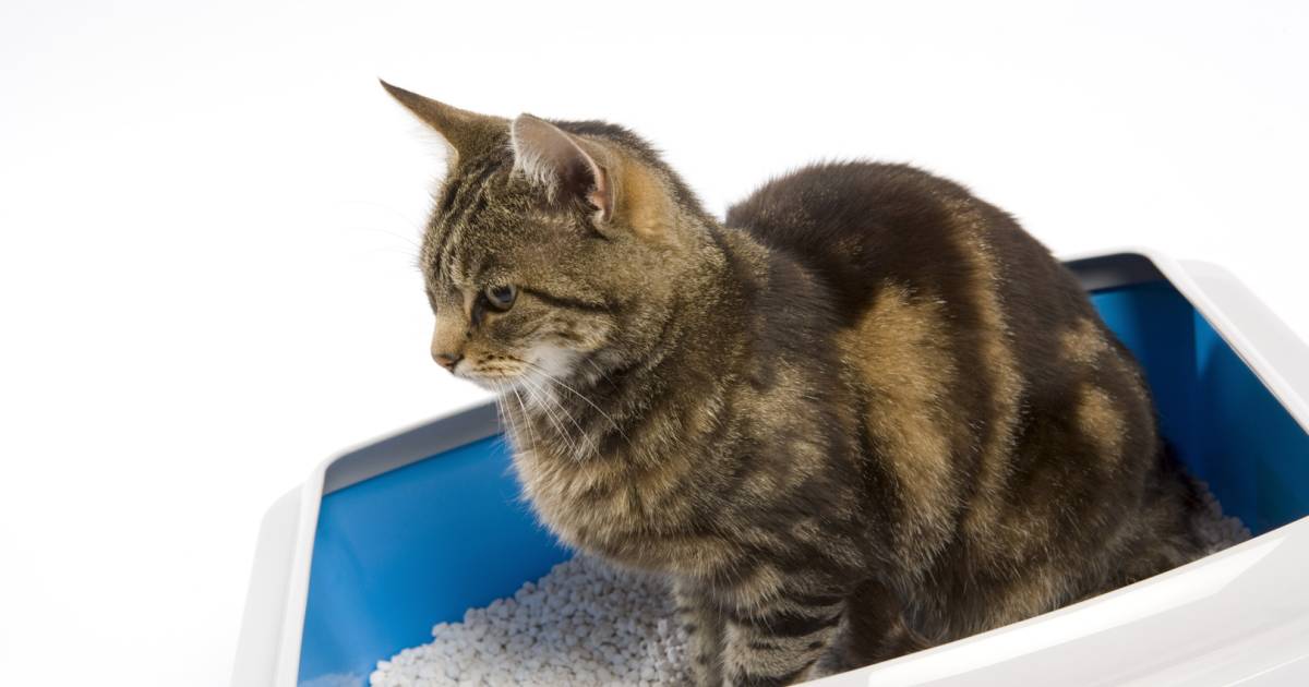 druiven Geduld gemakkelijk te kwetsen Plast je kat in huis? Zo los je dat op: 'Veel mensen vinden het niet mooi,  maar het lost veel op' | Mijn Gids | AD.nl