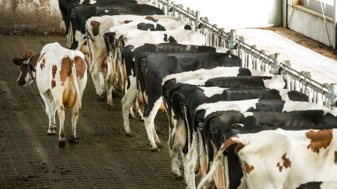 Buren willen dat herrie uit koeienstal in Olst stopt, boerenechtpaar voelt zich ‘bedreigd’