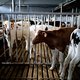 Dierenarts stapt met eigen onderzoek naar rechter: ‘Helft bevindingen in Vlaamse stikstofdossier zijn fout’