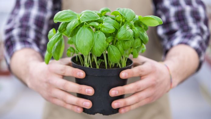 zo hou je een basilicumplant uit de supermarkt in leven nina kookt hln be