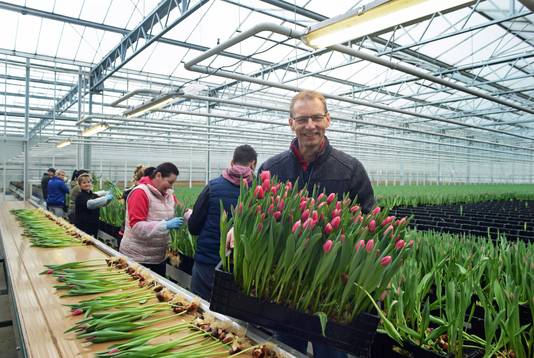 Eigenaar Jan Boot temidden van zijn tulpen