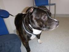 Un chien abandonné dans une église à côté d’une lettre émouvante