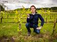 REPORTAGE. Een kwart meer Belgische wijnbouwers in één jaar: “Zuiderse wijnen worden minder goed, de onze alleen maar beter”