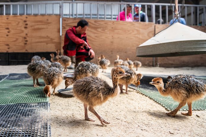 Struisvogels steken hun kop niet in het zand; bij Monnikenwerve ...