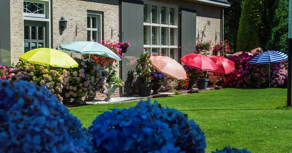 Je kunt zo ver gaan als je wilt... Elke hortensia's een eigen parasol