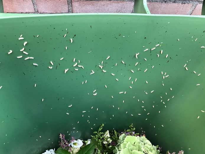 Bij warm weer kunnen enorme hoeveelheden maden in de gft-bak ontstaan.