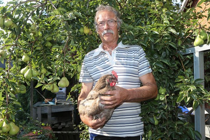Eduard D'Hollander is niet van plan zijn kippen van de hand te doen maar eet voor de zekerheid de eieren niet meer.