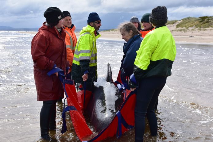 Reddingswerkers proberen een walvis weer in dieper water te leiden.