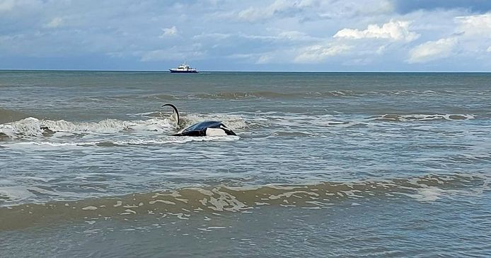 De mannetjes orka die vanochtend gespot werd voor de kust van Koksijde is gestrand op de grens van Sint-Idesbald met De Panne.
