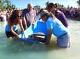 Zeeschildpad Booga raakte gewond tijdens orkaan Irma: een vin-amputatie en verschillende behandelingen later kan ze eindelijk terug naar de oceaan