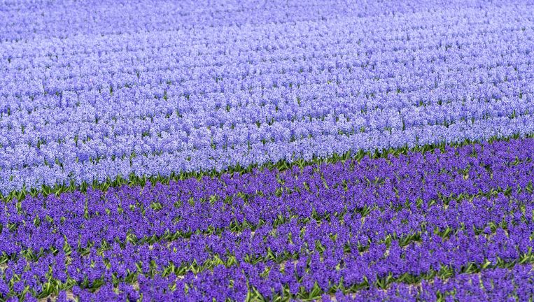 Hyacinten in de bollenstreek. Beeld anp