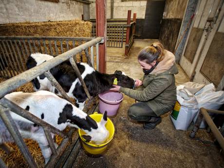 Boeren wapenen zich tegen de kou: 'Als de prei bevriest, wordt het snot'