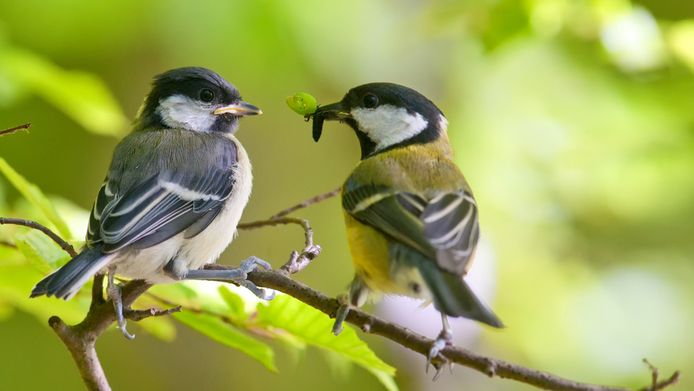 Vogels zijn afhankelijk van rupsen om hun jongen te voeden, maar die rupsen komen nu vaak eerder uit, waardoor vogels het moeilijk hebben om ze bij te benen.