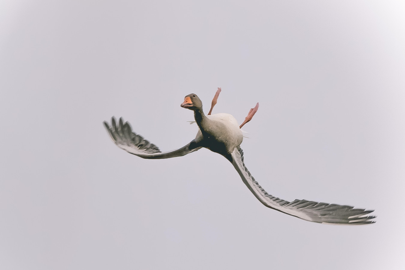 Een gans boven de uiterwaarden van Meinerswijk in Arnhem vliegt heel even op de rug. Hobbyfotograaf Vincent Cornelissen uit Huissen drukte op precies het juiste moment af.