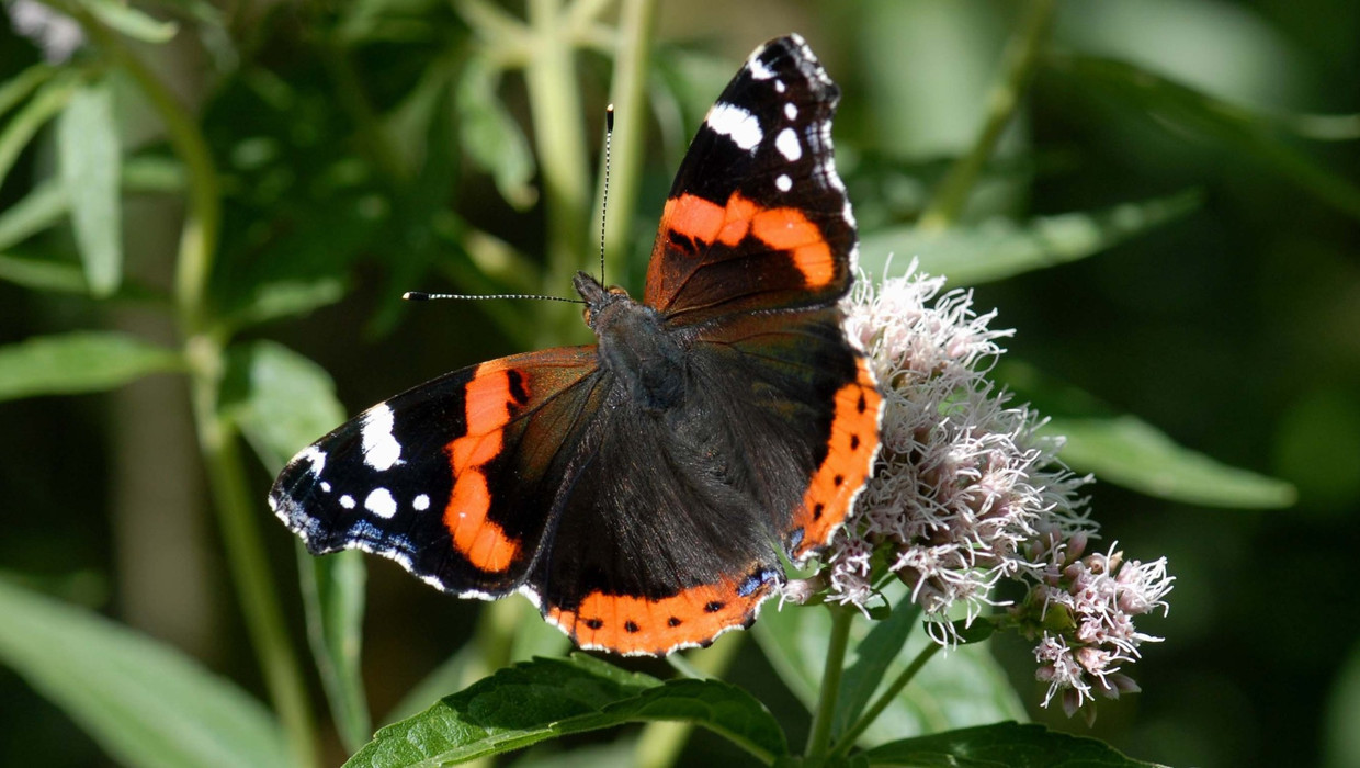 Atalanta of rode admiraal / Vanessa atalanta or red admiral...
