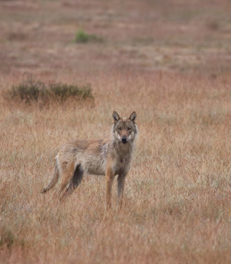 Vierde wolvenroedel in Nederland: welpen in Park de Hoge Veluwe. ‘Ons probleem wordt alleen maar groter’