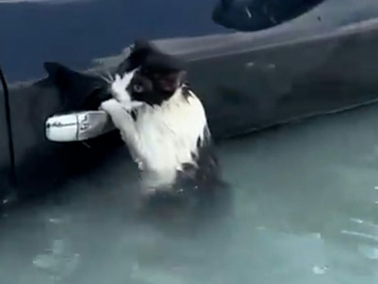 Doorweekte kat die zich in Dubai aan auto vastklampt gered