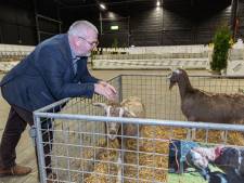 Hoenders ontbreken op Dierenparade in Hardenberg: ‘Grootste overdekte kinderboerderij van het land’