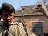 Landbouwer neemt filmpje op om nieuwe jas te promoten, maar struisvogels hebben het op hem gemunt