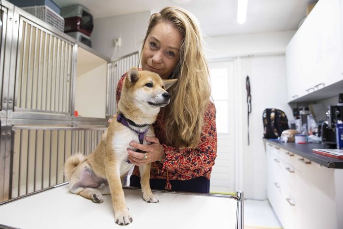 Grof geld verdienen met gruwelijke handel in honden: doen er alles aan om je te misleiden' | Home | gelderlander.nl