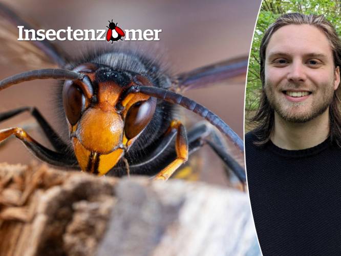 Hoe kwam de Aziatische hoornaar in ons land terecht? Is hij écht gevaarlijk? En wat is het verschil met onze Europese hoornaar? 5 vragen beantwoord