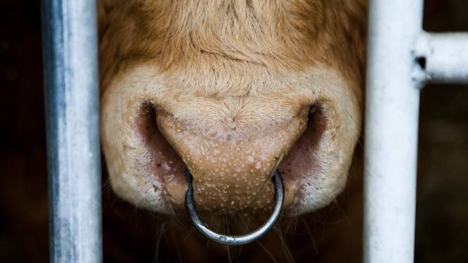 Boeren vaker gewond door zwaardere koeien: ‘Ze kunnen onverwacht een kopstoot geven’