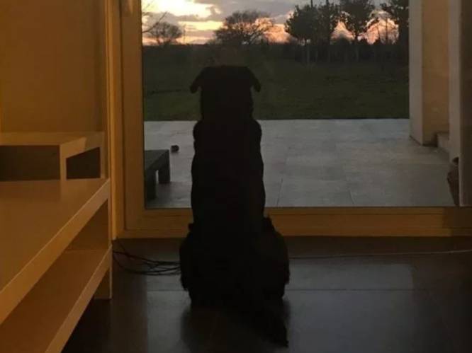 Hartverscheurende foto: hond van vermiste Sala wacht nog altijd op haar baasje