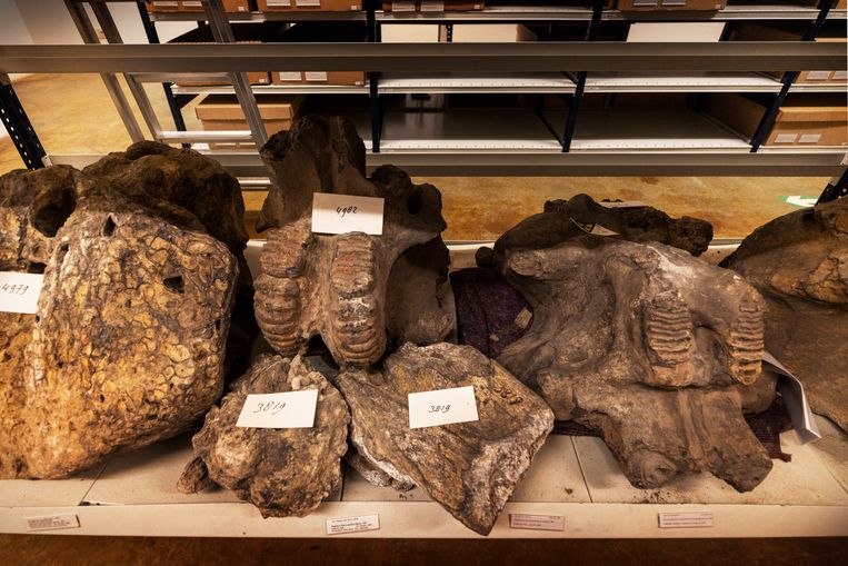Fossielen in het Dubois-depot van Naturalis. Hier onder meer de kiezen van een stegodon, een uitgestorven olifantensoort. Beeld Werry Crone