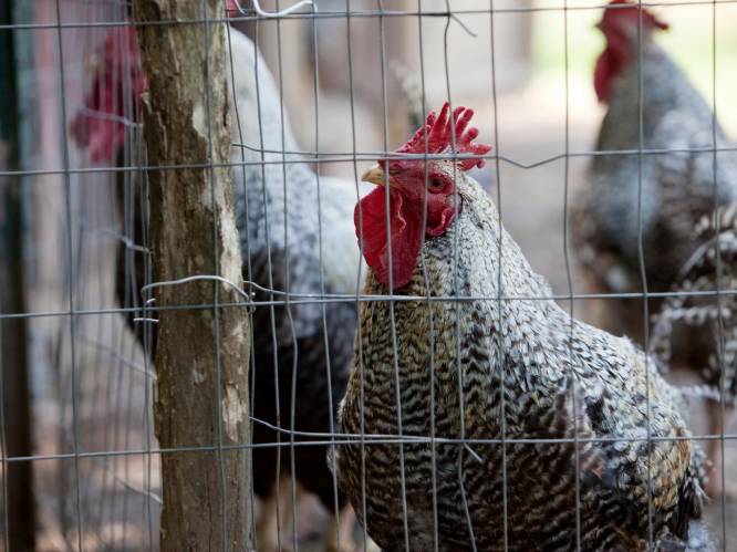 Polen doodt tienduizenden kalkoenen en kippen vanwege vogelgriep