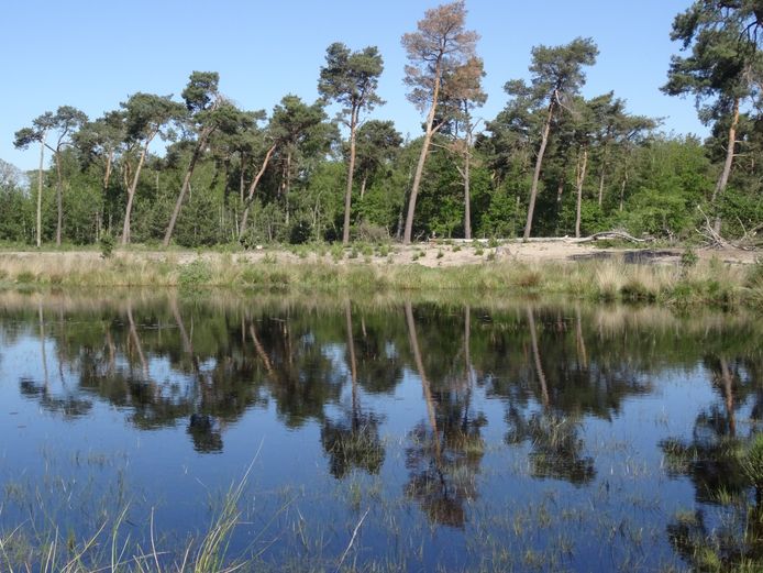 Een beeld van het Vresselse Bos waar sparren worden gerooid, maar waar het onbekend is wat ervoor in de plaats komt en waar ook eiken het zullen moeten ontgelden. Foto Aad van der Spek