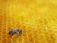 De varroamijt vormt een van de grootste problemen voor de bijenpopulatie.