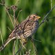 Verontrustende krimp van vogelpopulatie: ‘Vooral graanetende vogels zijn nog amper te vinden in ons land’