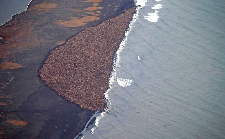 Luchtfoto van de enorme groep Walrussen. Beeld afp