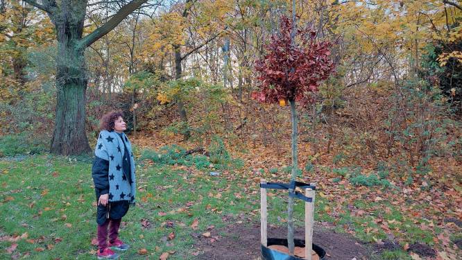 District Merksem begint met aanplant eerste toekomstbomen 