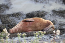 Een foto van de walrus op de Zuiderpier in Harlingen. Het beest was gewond, maar leefde nog wel. Waarschijnlijk moest ze even uitrusten van de reis.