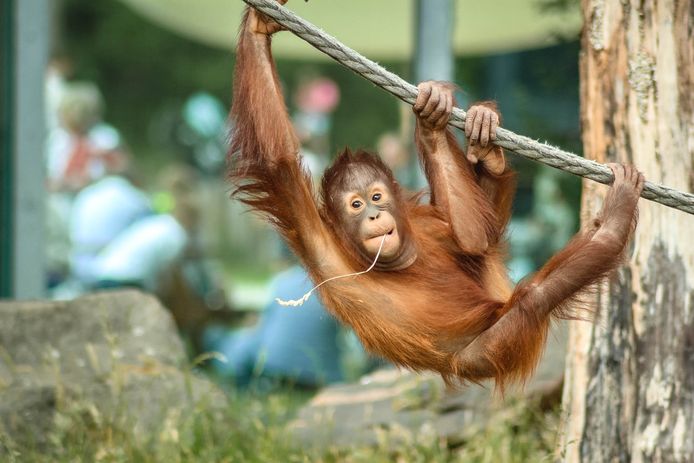 Een orang-oetan in Ouwehands Dierenpark.