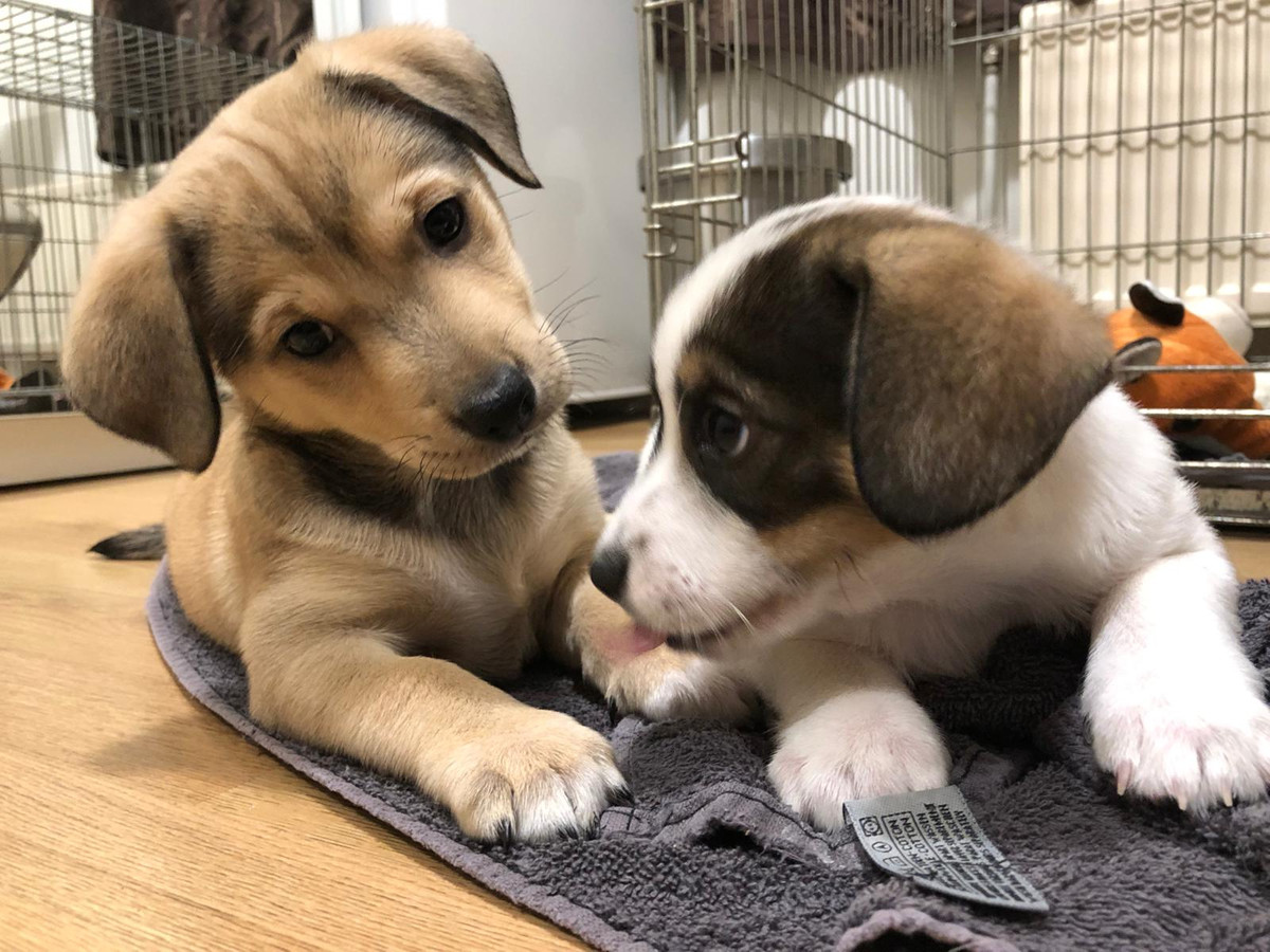 De puppy's Louie (links) en Charlie werden twee maanden geleden in een kinderrugzakje gedumpt achter het station in Deventer.