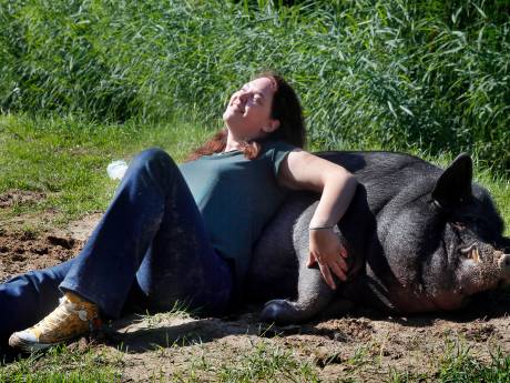 Angela heeft een varken van 500 kilo als huisdier: ‘Nelson ziet mij als zijn moeder’