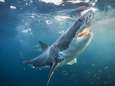 70 procent minder haaien en roggen sinds 1970