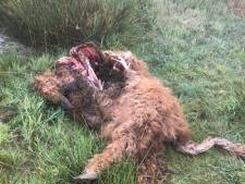Vier hooglanders doodgebeten in Someren