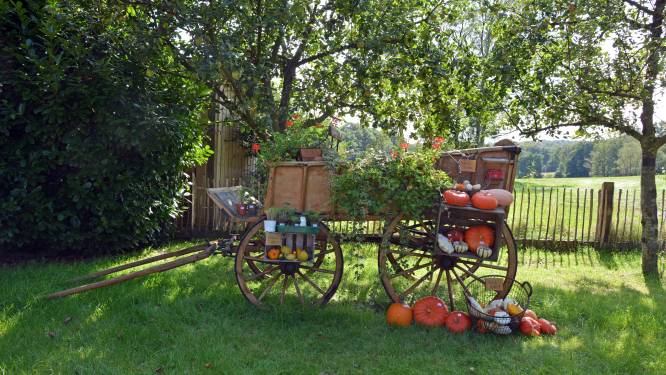 Fietsen met Truus: Pompoenen, koeien, boeken en biggetjes in herfstige omgeving van Vasse