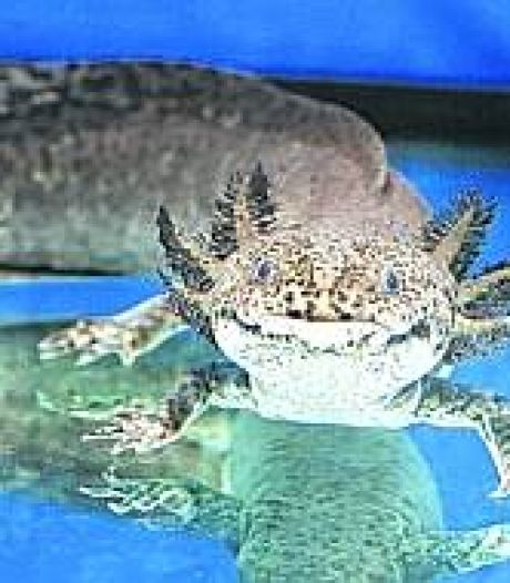 Bijzondere axolotl helpt kinderen bij leren over biodiversiteit