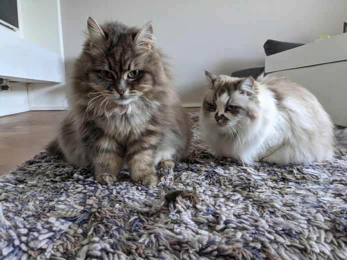 Yasmine (links) en Georgi Kluni, twee Siberische katten.