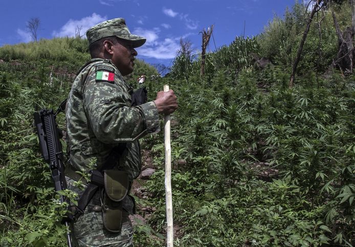 Een Mexicaanse soldaat op een illegale cannabisplantage in de Mexicaanse staat Sinaloa.