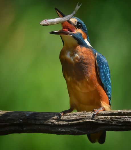 De ijsvogel trotseert vrieskou en droogte, maar is nooit helemaal veilig